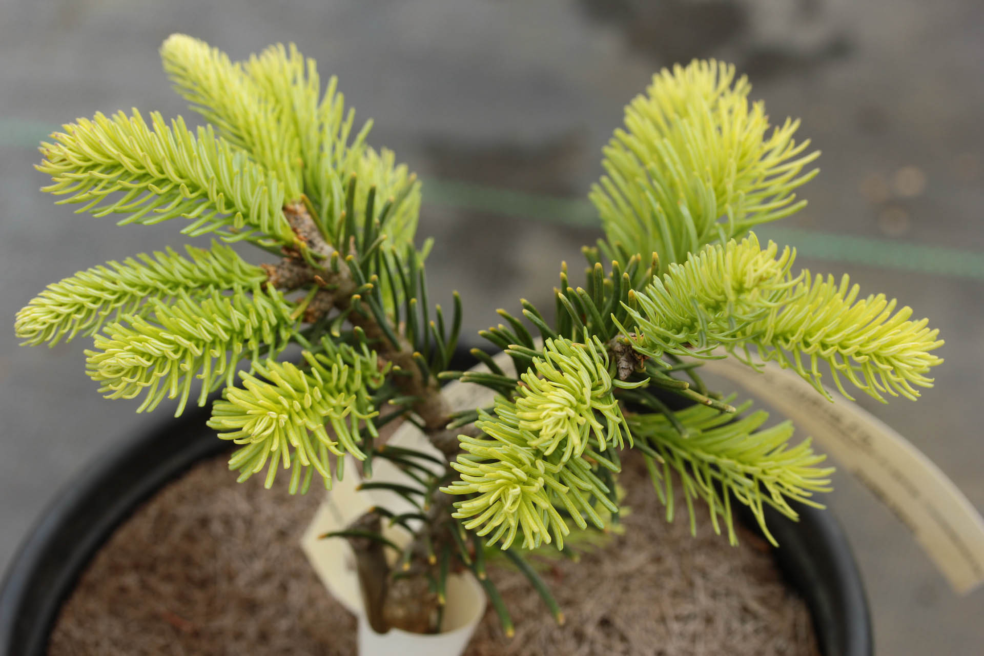 Abies lasiocarpa 